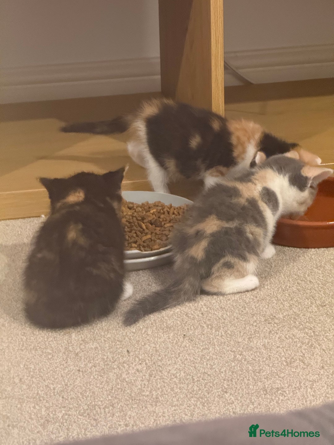 Mixed Breed cats for sale: 🤩🤩 10 beautifull fur babies 🤩🤩 - Advert 14