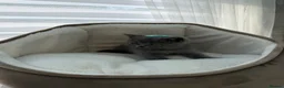 British Shorthair cats for sale: British shorthair kittens  - Advert 26