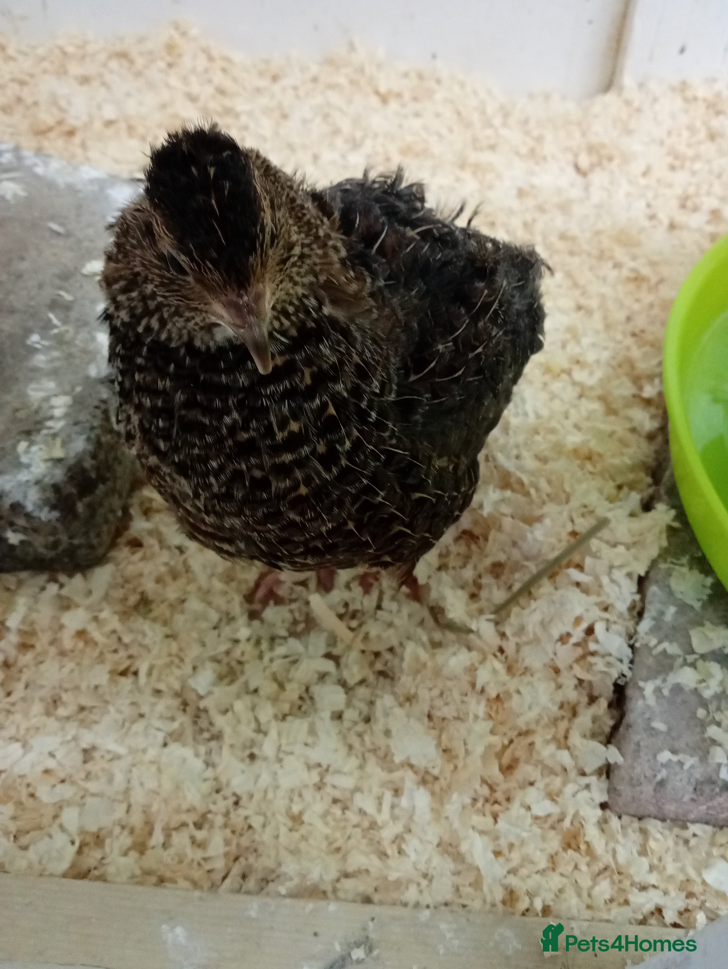 Quail poultry Japanese quail pair free to good home - Advert 7