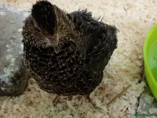 Quail poultry Japanese quail pair free to good home - Advert 7