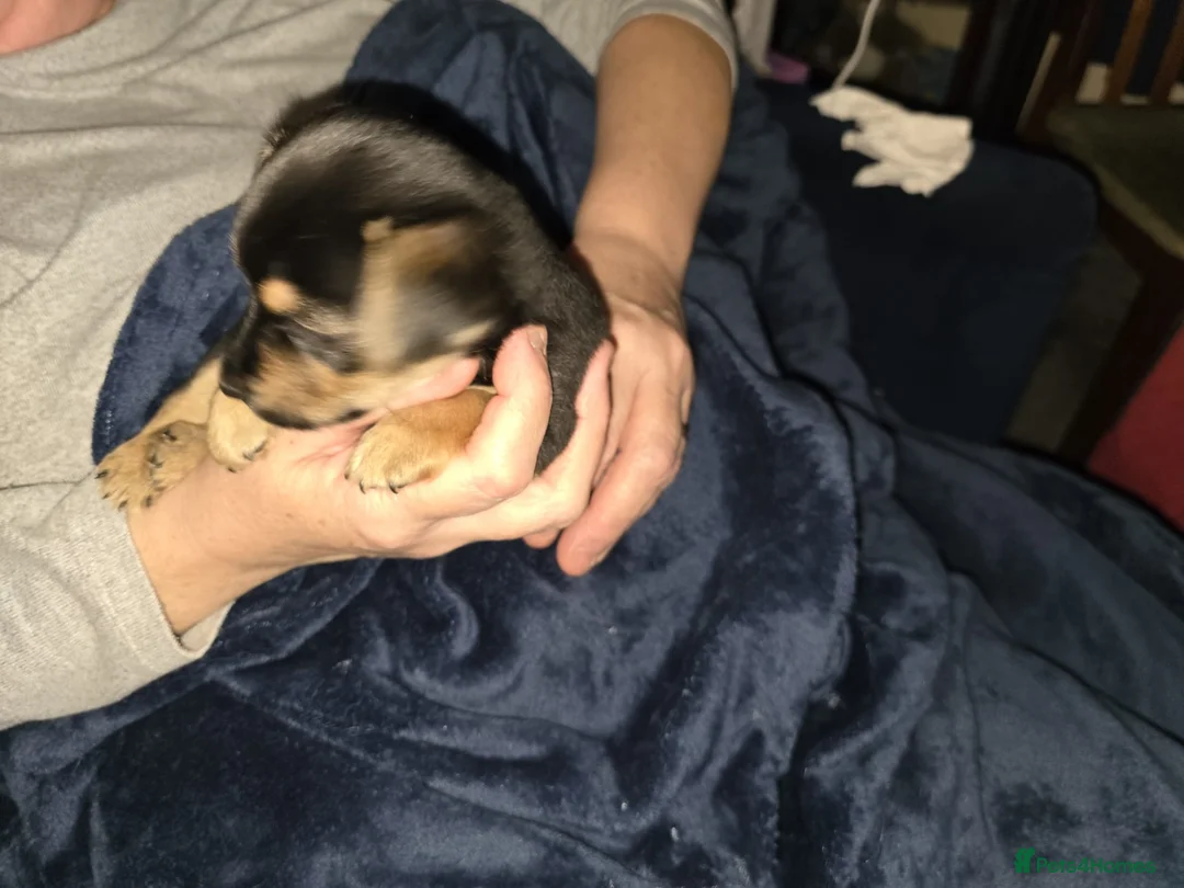 Jack Russell dogs for sale: Jack russle puppies  - Advert 6