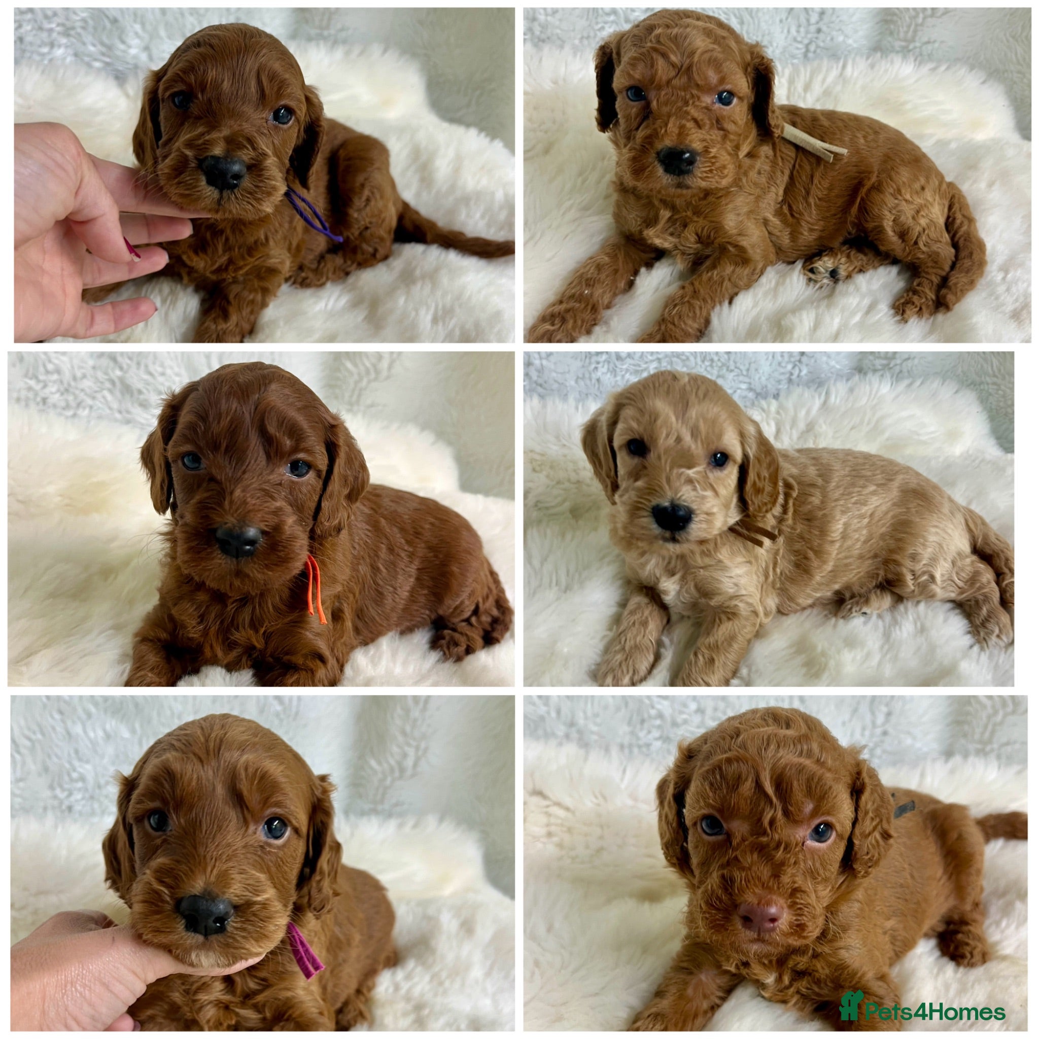 Goldendoodle dogs Top quality, health tested multiGen Double Doodles - Advert 16