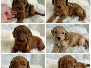 Goldendoodle dogs Top quality, health tested multiGen Double Doodles - Advert 2