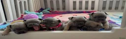 French Bulldog dogs for sale: French bulldog pups from health tested parents  - Advert 6