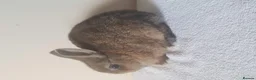 Netherland Dwarf rabbits for sale: Baby Netherland Dwarf Doe & Adult Netherland Dwarf - Advert 7