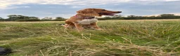 Cocker Spaniel dogs for sale: 6 month cocker spaniel  - Advert 3