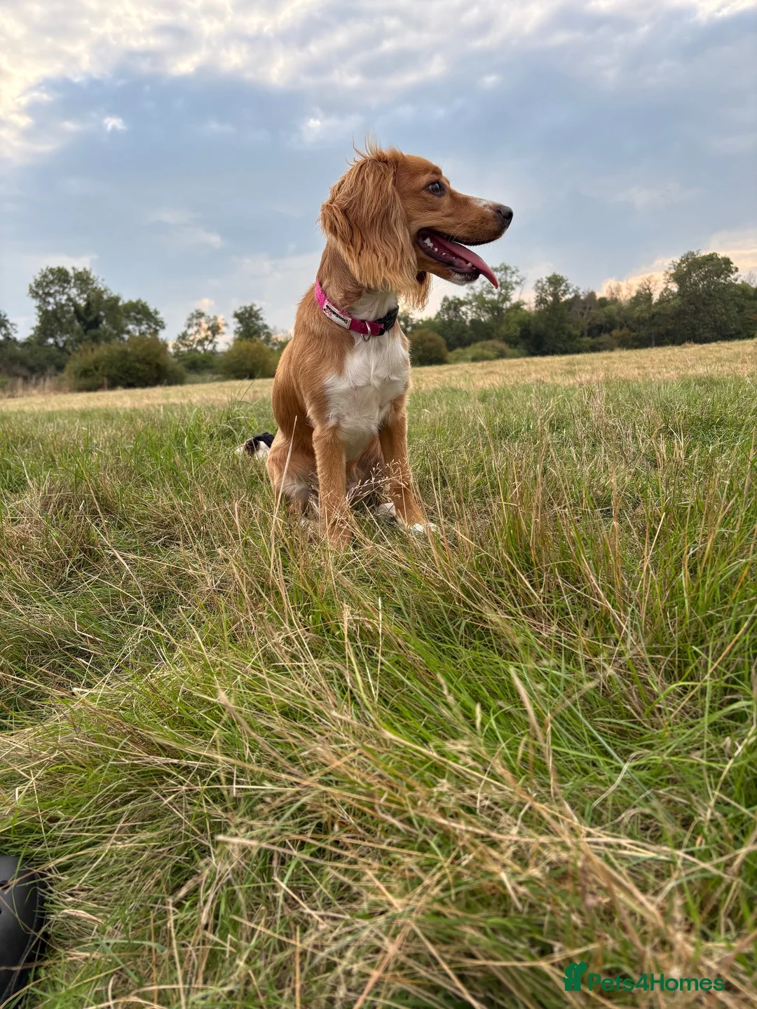 Cocker Spaniel dogs for sale: 6 month cocker spaniel  - Advert 3