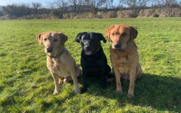 Labrador Retriever dogs for sale: Stunning KC Registered FoxRed/Black Labrador Pups  - Image 21