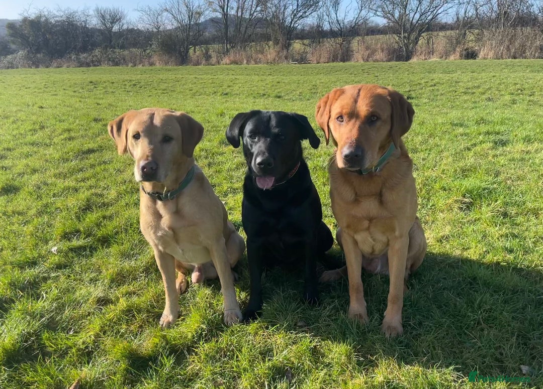 Labrador Retriever dogs for sale: Stunning KC Registered FoxRed/Black Labrador Pups  - Image 21