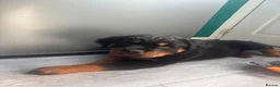 Rottweiler dogs for sale: World champion bloodlines 1 girl available  - Advert 4