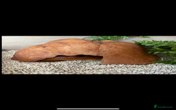 Corn Snake reptiles for sale: Corn snake for sale  - Image 3