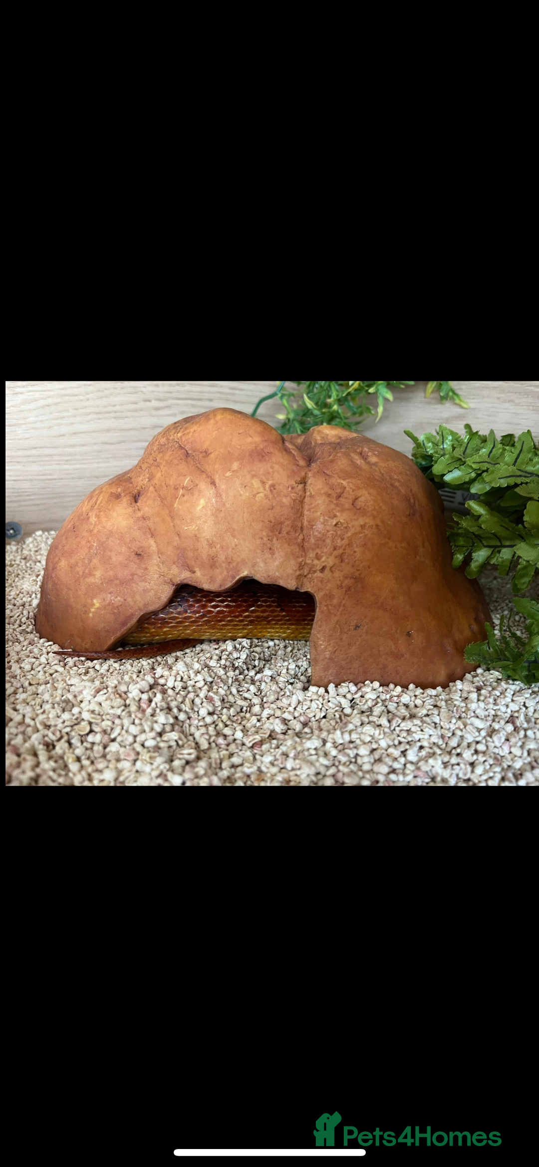 Corn Snake reptiles for sale: Corn snake for sale  - Image 3