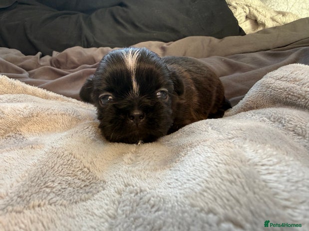 Shih Tzu dogs Tri-Colour KC Imperial Shih Tzu Puppies - Advert 4