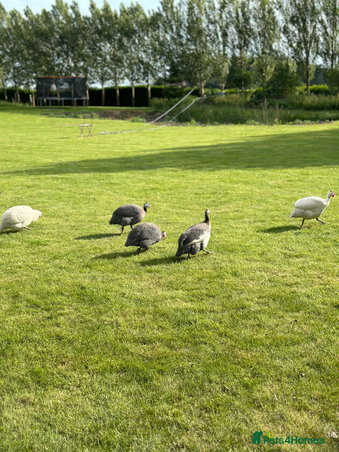 Guinea Fowl poultry for sale: All Colour Guinea Fowls Hatching eggs  - Advert 1