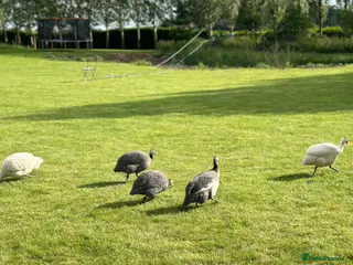 Guinea Fowl poultry All Colour Guinea Fowls Hatching eggs - Advert 3