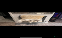 Mixed Breed cats for sale: Family pet  - Image 2