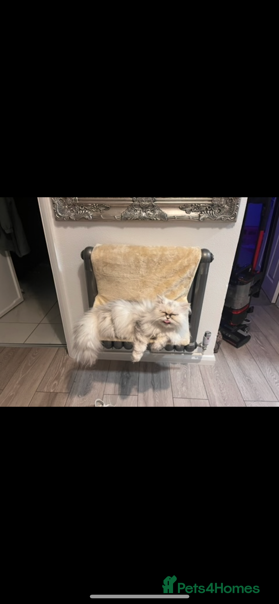 Mixed Breed cats for sale: Family pet  - Image 2