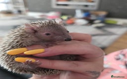 Pygmy Hedgehog rodents for sale: Beautiful tenrec & setup  - Image 3
