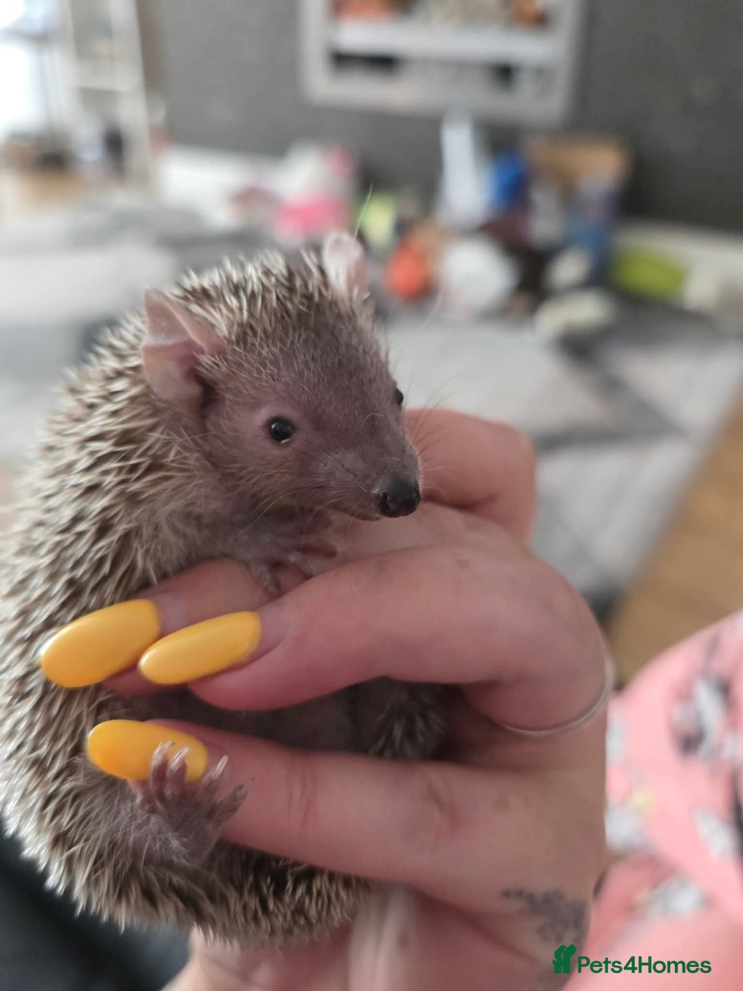 Pygmy Hedgehog rodents for sale: Beautiful tenrec & setup  - Image 3