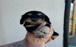 Cocker Spaniel dogs for sale: KC reg show cocker spaniel puppies in Wisbech - Image 2