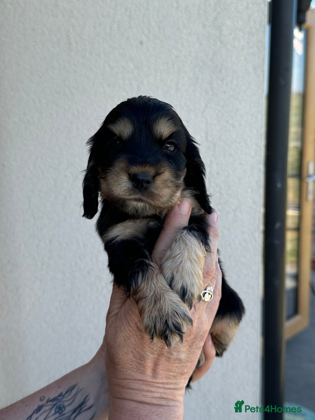 Cocker Spaniel dogs for sale: KC reg show cocker spaniel puppies in Wisbech - Image 2