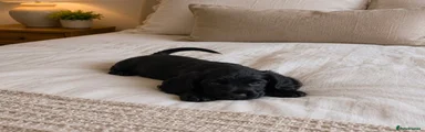 Cocker Spaniel Puppy 2