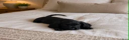 Cocker Spaniel dogs for sale: Cocker spaniels for sale in Enfield - Advert 4
