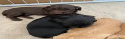Cocker Spaniel dogs for sale: Beautiful working Cocker Spaniel puppies  in Royston - Advert 16