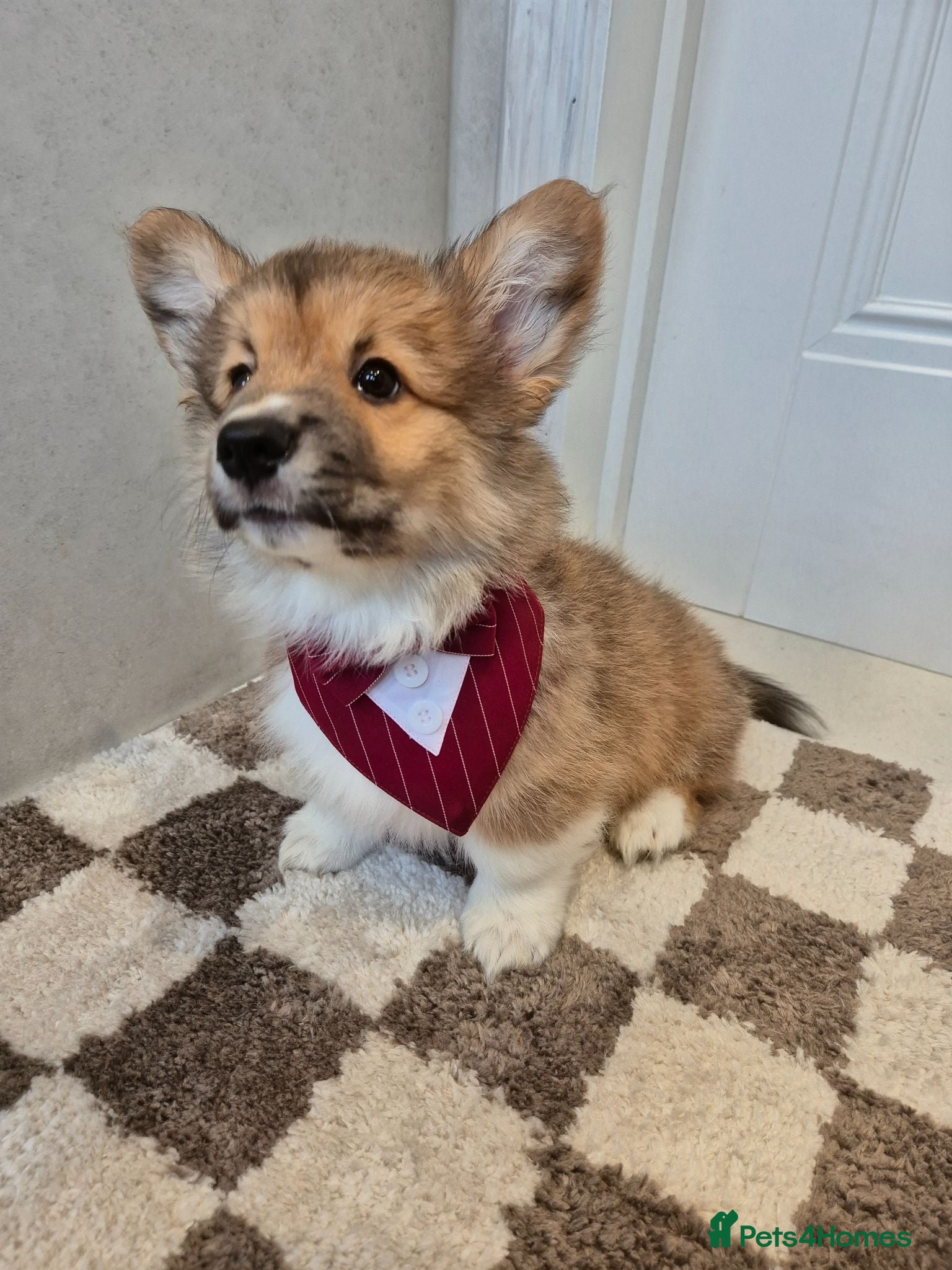 Welsh Corgi Pembroke dogs Stunning Fluffy Long-Haired (Fluffy) Corgi Puppies - Advert 2