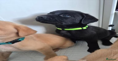 Labrador Retriever dogs - Advert 7