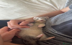 Ferret rodents for sale: ferrets that need rehoming - Image 2