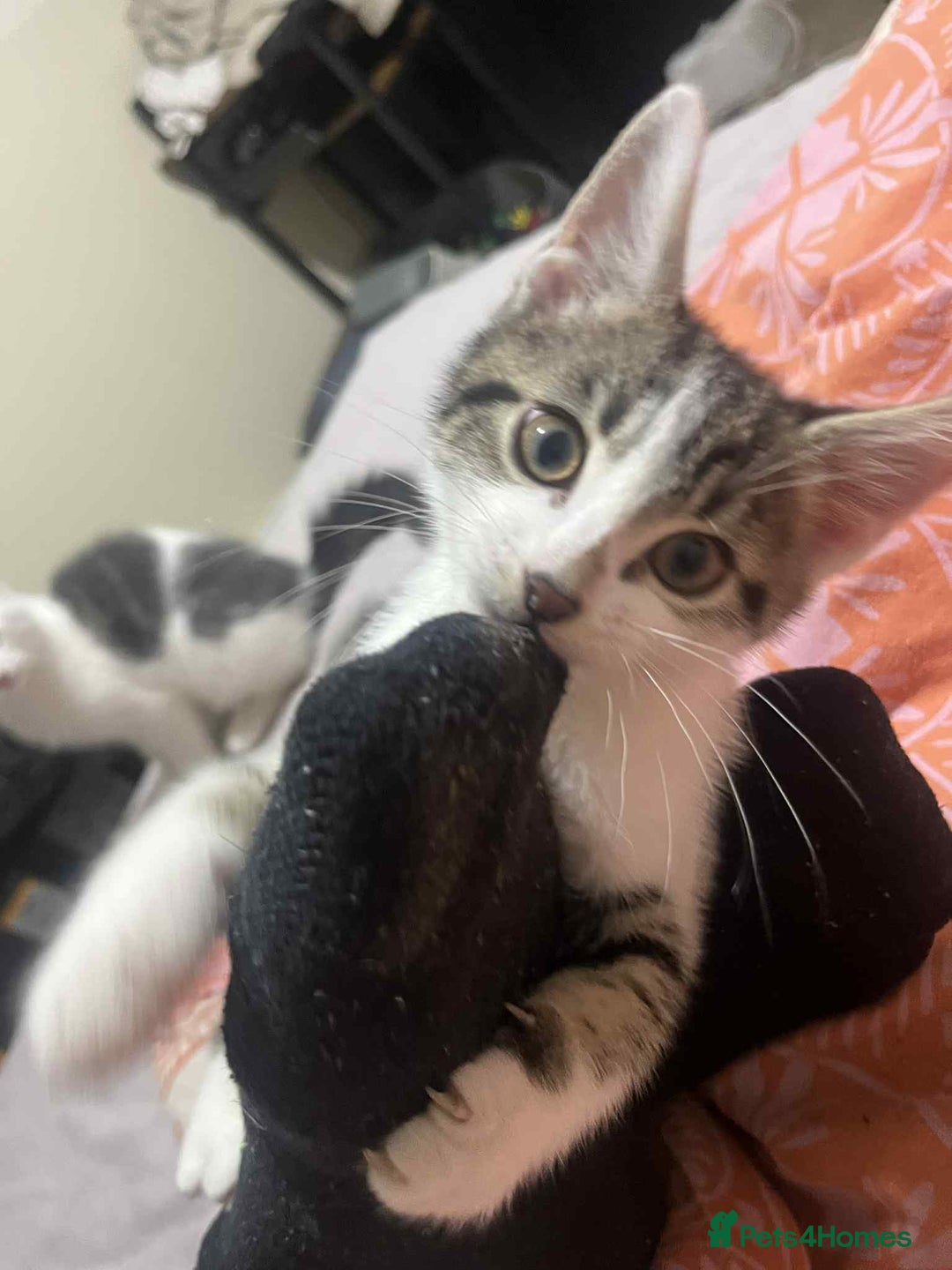 Domestic Shorthair cats for sale: Domestic shorthair tabbys  - Advert 8