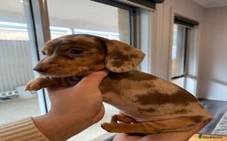 Miniature Dachshund dogs for sale: Forever home mini doxies for perfect families - Image 1