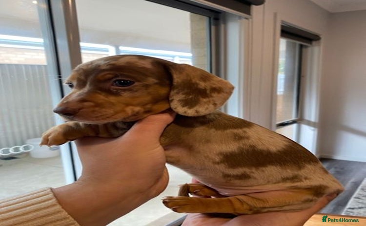 Miniature Dachshund dogs for sale - Advert 1