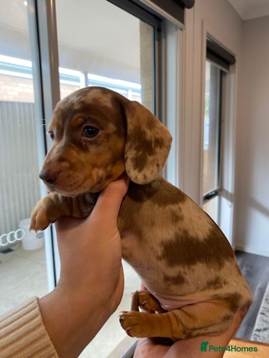 Miniature Dachshund dogs for sale: Forever home mini doxies for perfect families - Image 1