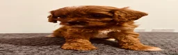 Cavapoo dogs for sale: Darling Cavapoos  - Advert 2