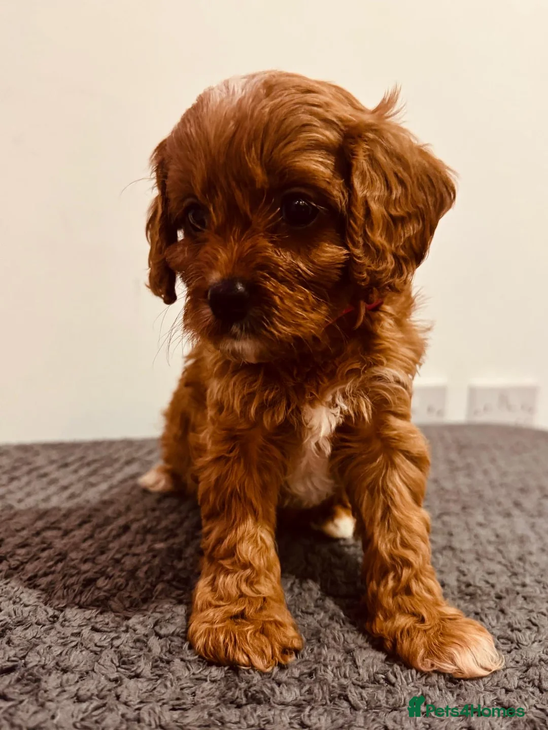 Cavapoo dogs for sale: Darling Cavapoos  - Advert 2