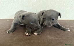 Whippet dogs for sale: 	“KC Reg Blue Boy's  – Absolutely Adorable!” - Image 10