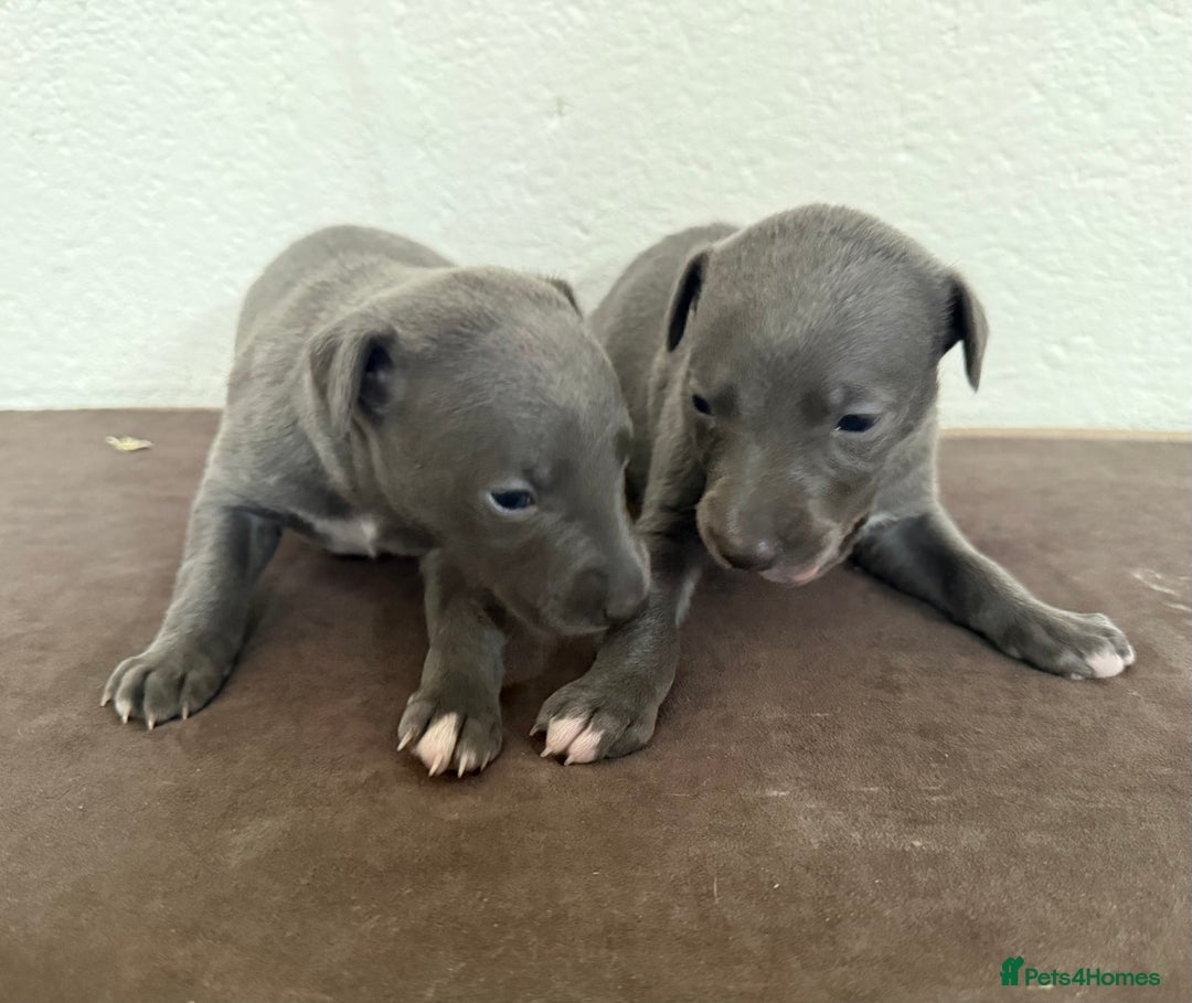 Whippet dogs for sale: 	“KC Reg Blue Boy's  – Absolutely Adorable!” - Image 10