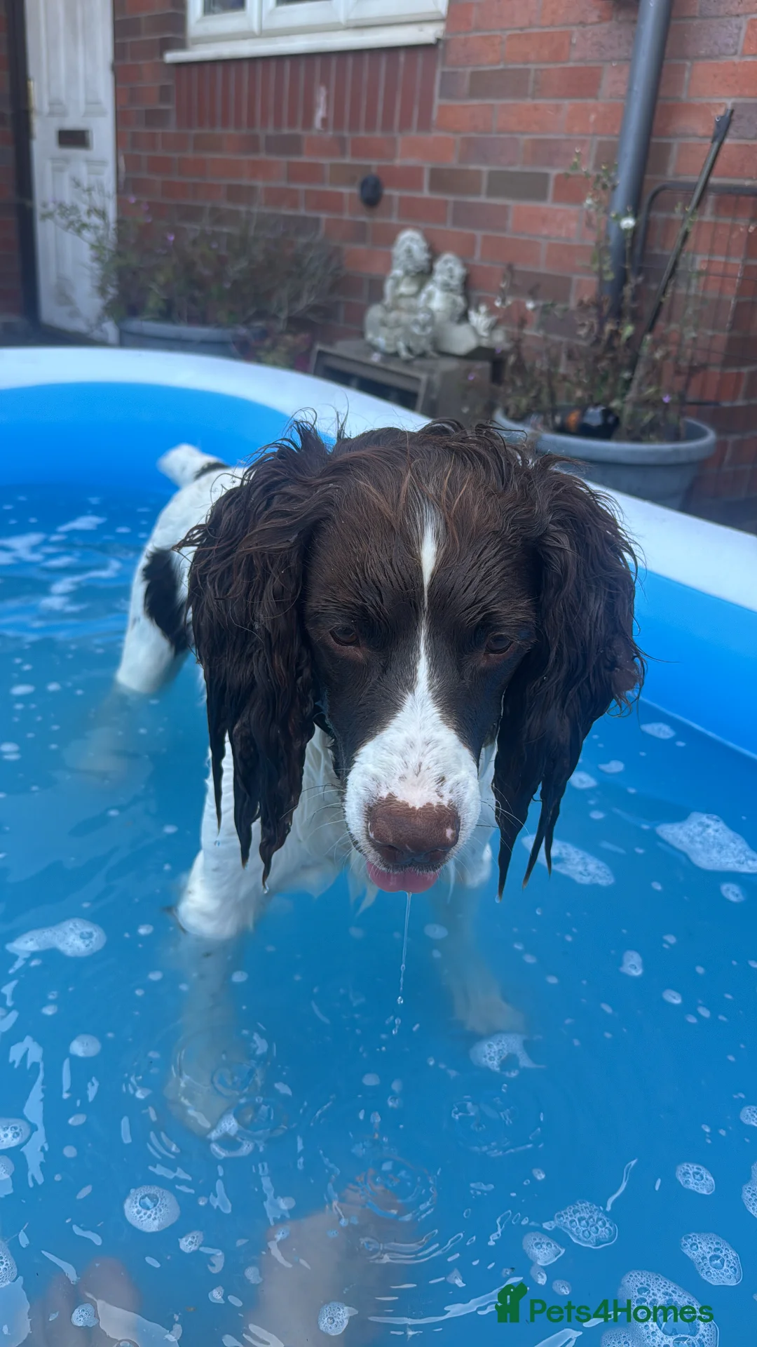 English Springer Spaniel dogs for sale: English springer spaniel boy puppy  in Coventry - Advert 2