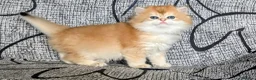 British Shorthair cats for sale: Fantastic boy and very nice girl  - Advert 9