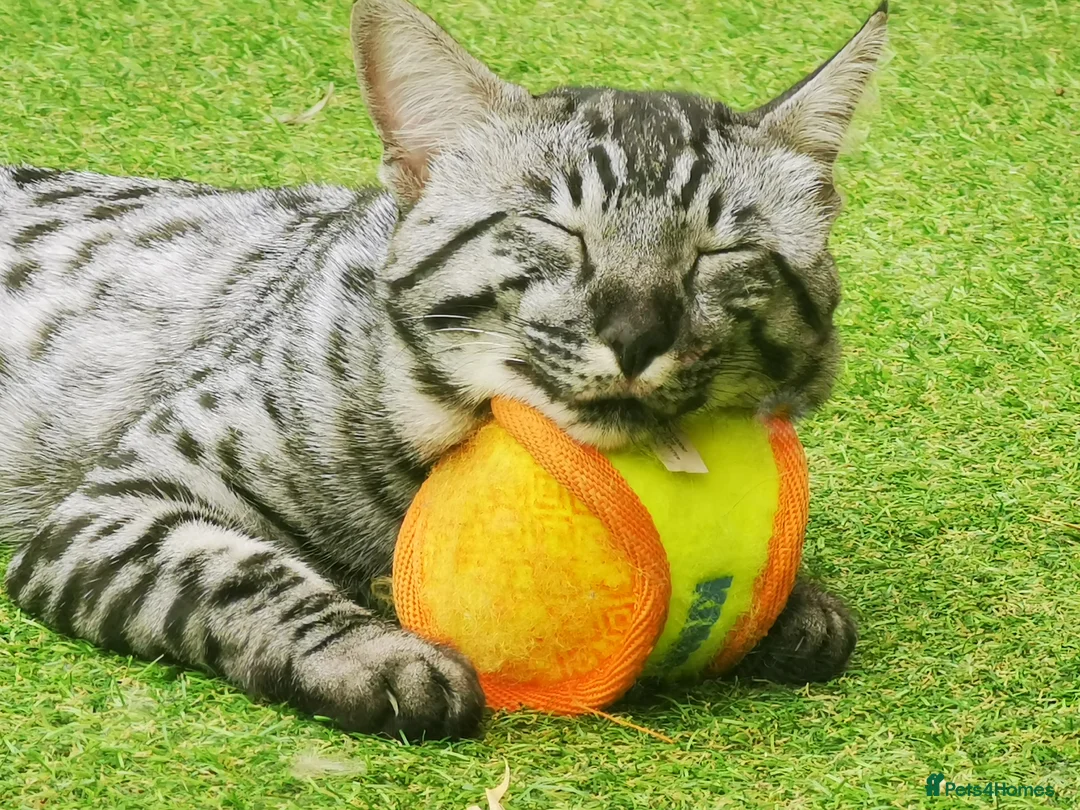 Savannah cats for stud:  silver spotted in Wickford - Advert 11