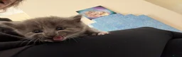 Mixed Breed cats for sale: Five beautiful kittens  - Advert 16