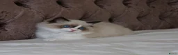 Ragdoll cats for sale: TICA Registered Ragdoll Kittens - Advert 5