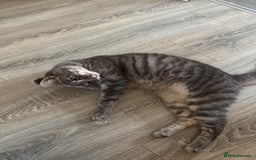 Mixed Breed cats for sale: Cat for sale  - Image 5