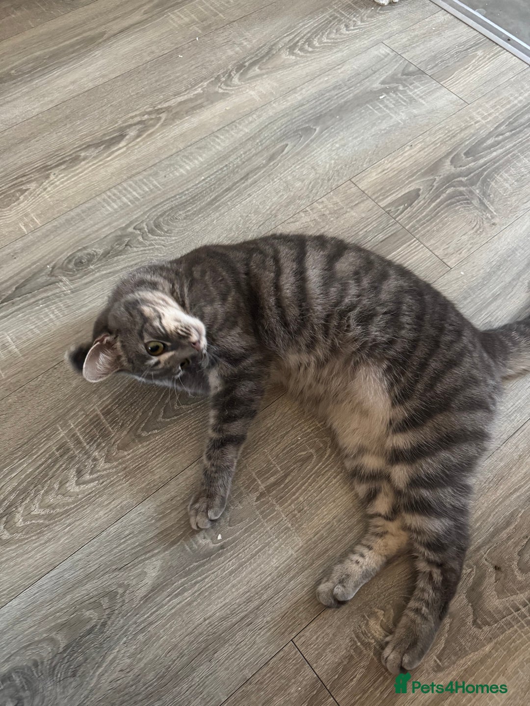 Mixed Breed cats for sale: Cat for sale  - Image 5