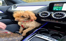 Miniature Poodle dogs for sale: MINIATURE-TOY POODLE PUPPIES AVAILABLE  - Image 6