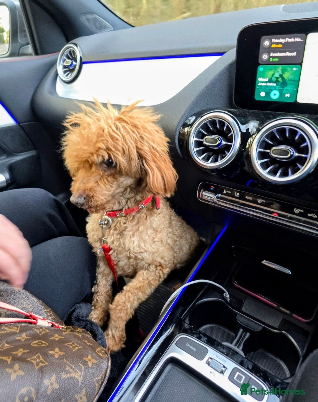 Miniature Poodle dogs for sale: MINIATURE-TOY POODLE PUPPIES AVAILABLE  - Image 6