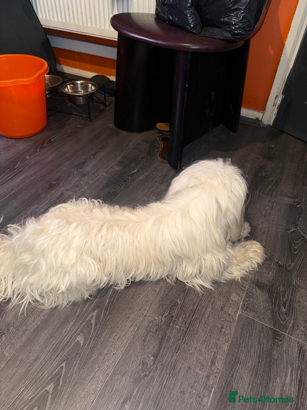 Malshi dogs for sale: Temi - Maltese Shih Tzu - Image 4