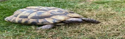 Hermann Tortoise reptiles for sale: Hermann Tortoise - Advert 4